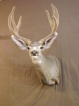 deerwall1