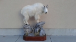 mtngoat1