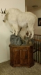 mtngoat2